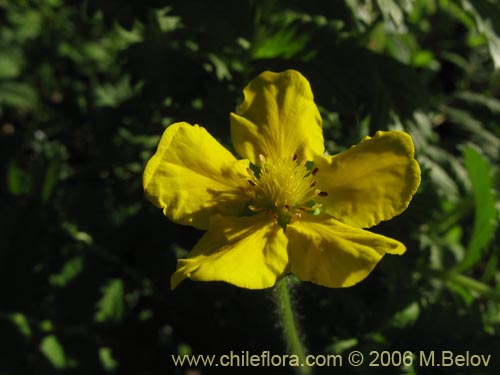 Image of Potentilla sp. #2357 (). Click to enlarge parts of image.
